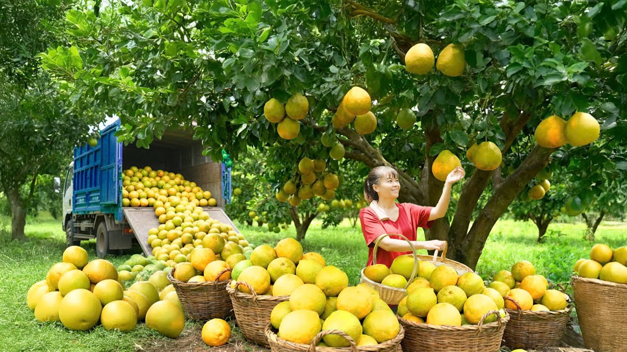 Harvesting 1000+ Giant Grapefruits – Amazing 3-Wheel Transport to Market