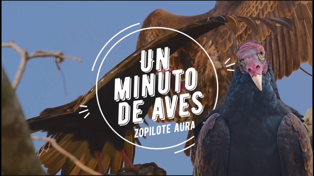 Un Minuto de Aves #94 Zopilote Aura