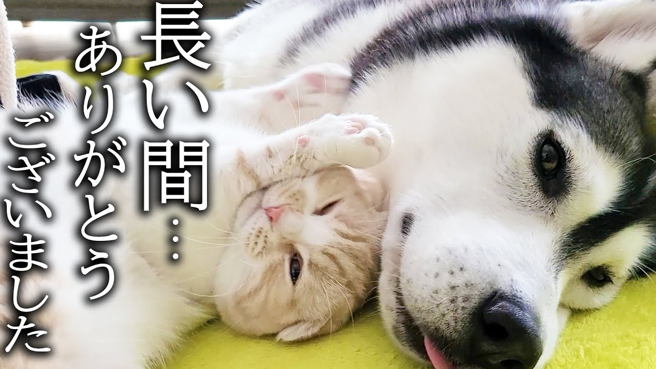 1年間ハスキー犬に育てられた猫はこうなりました...