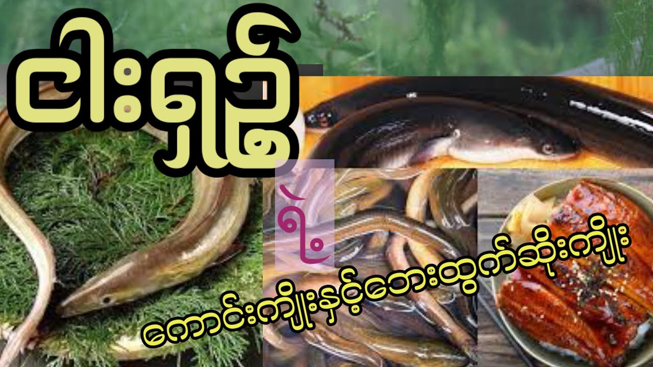 ငါးရှဉ့်(Eel)စားသုံးခြင်း မှရရှိနိုင်တဲ့ကောင်းကျိုးနှင့်ဘေးထွက်ဆိုးကျိုးများ