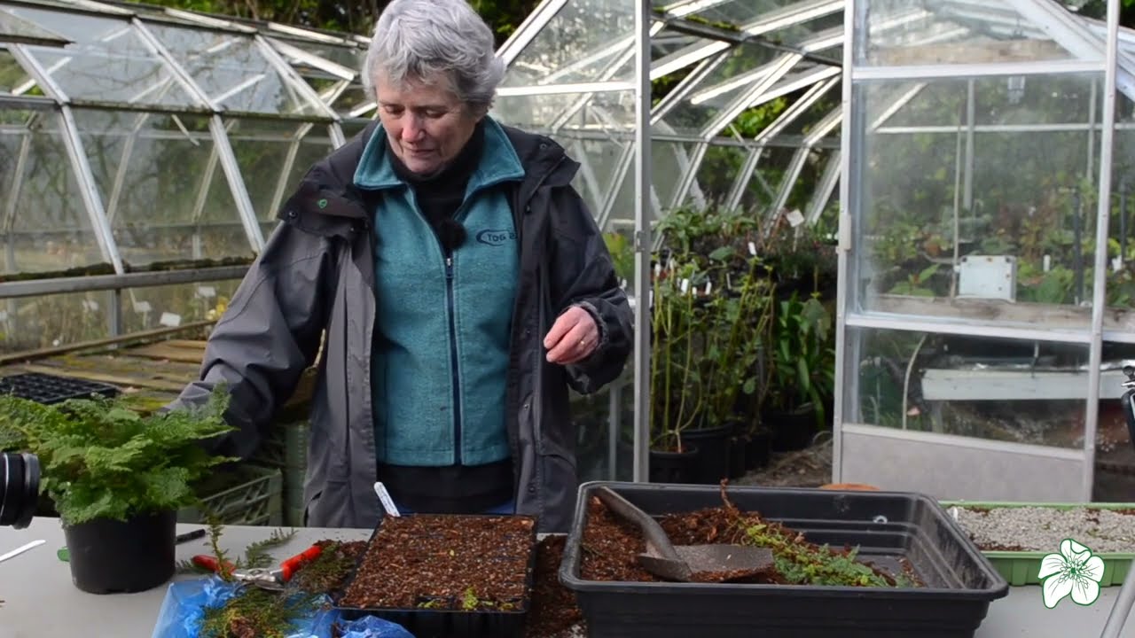 Propagating Ferns with Sally Gregson