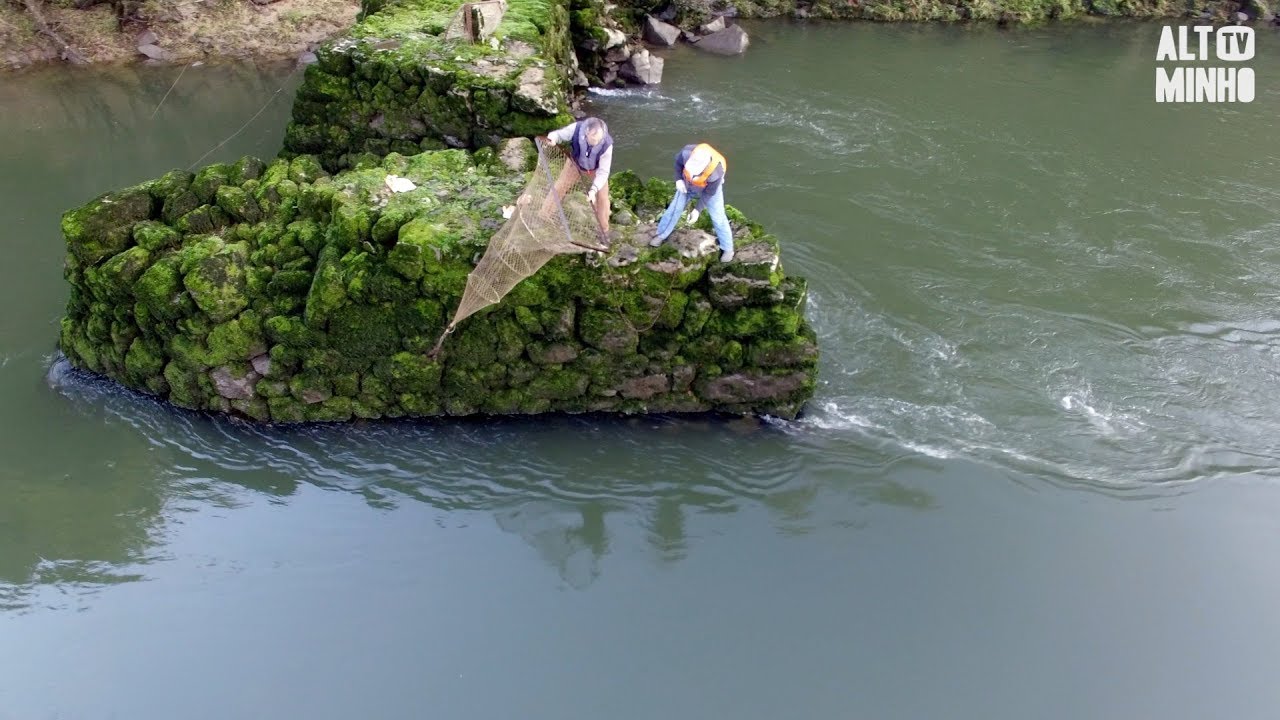 Pesca da lampreia arrancou nas pesqueiras do rio Minho | Altominho TV