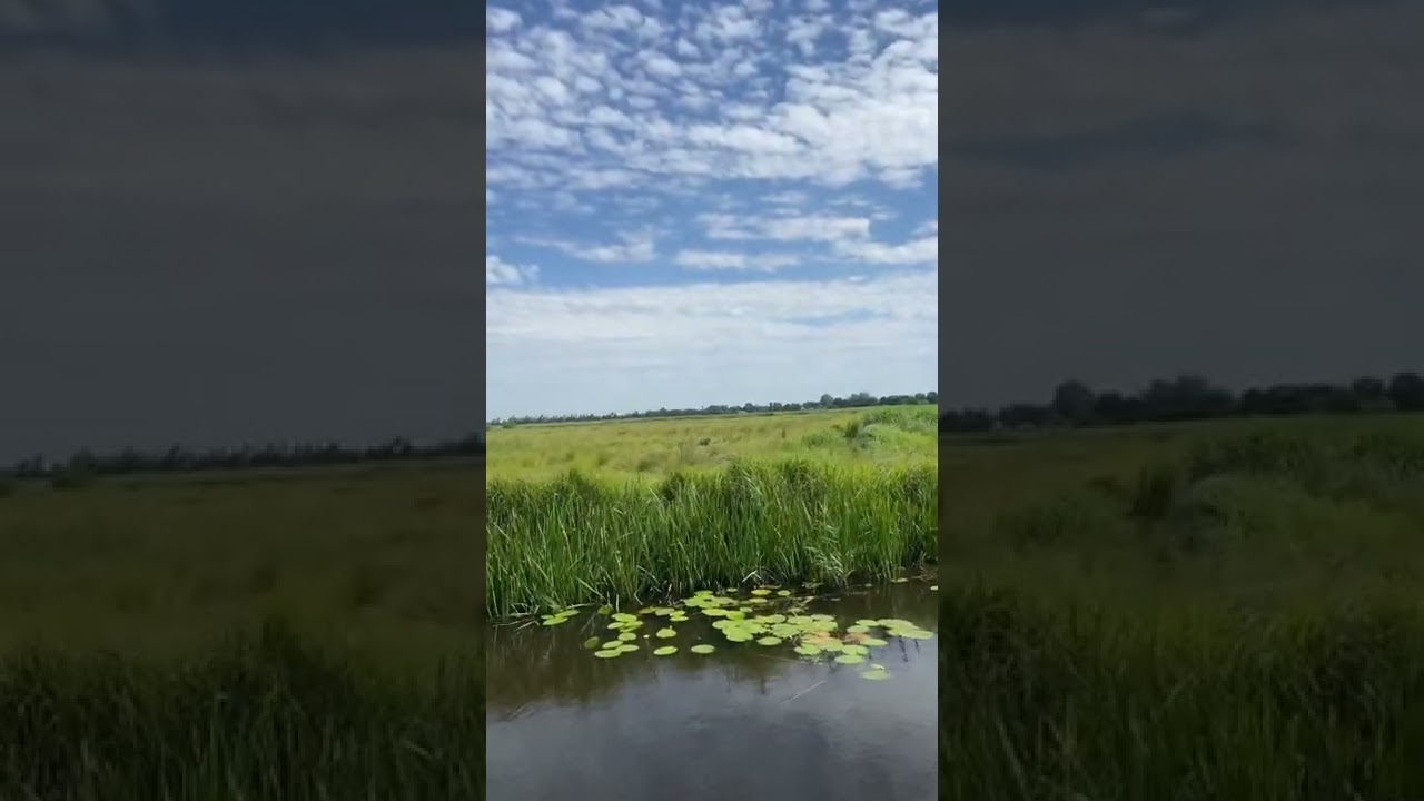 Bovenwijde #short #shorts #beautiful #nature
