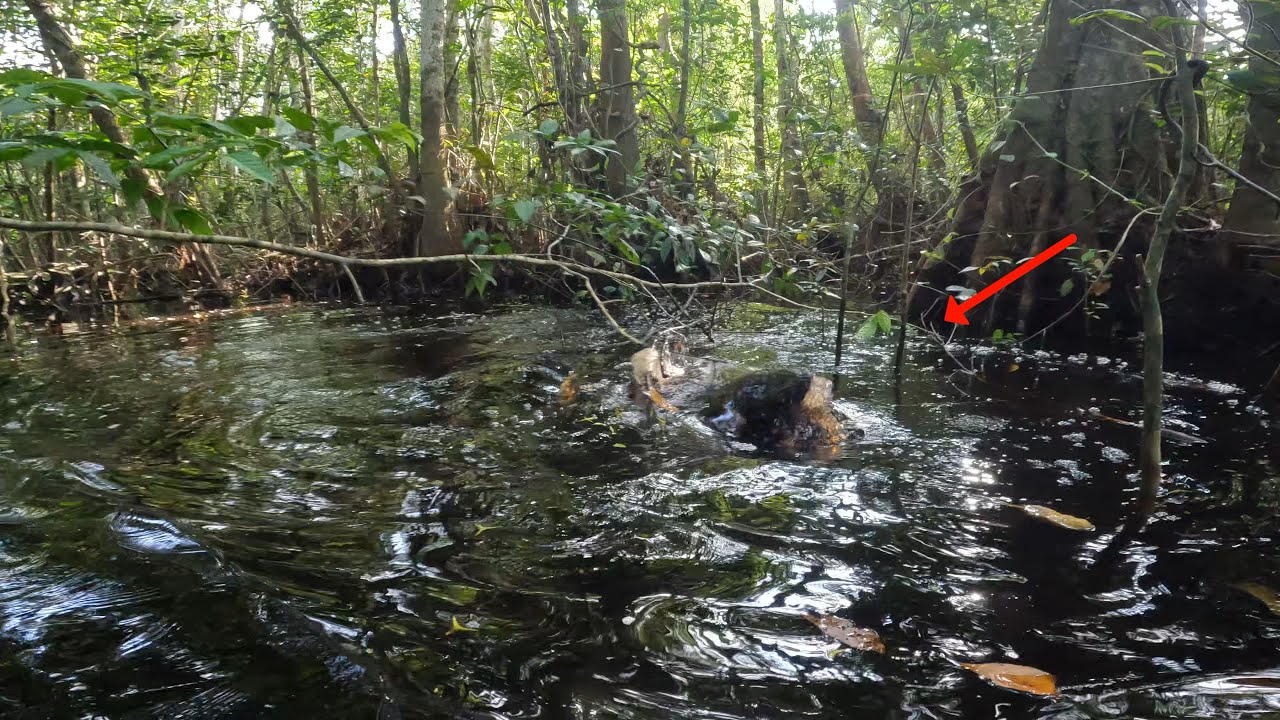 DETIK-DETIK MENEGANGKAN DI SAAT MENGHADAPI RAJA BIG FISH RAWA INI.. INSIDEN TERJADI.. !!
