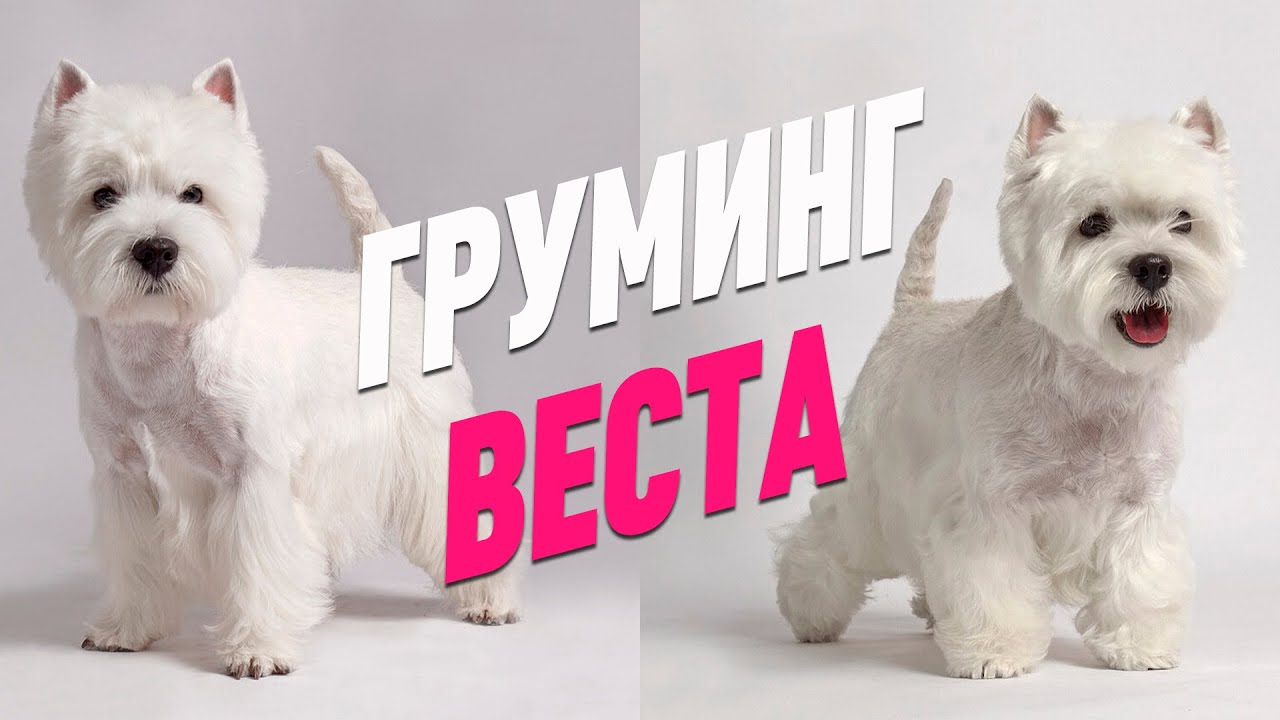 ГРУМИНГ ВЕСТА / ТРИММИНГ ВЕСТ ХАЙЛЕНД УАЙТ ТЕРЬЕРА / Эпизод МАСТЕР-КЛАССА / GROOM SCHOOL
