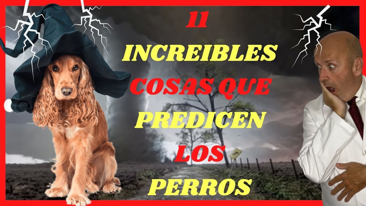 11 COSAS QUE LOS PERROS PREDICEN 🔆 VEN O SIENTEN Y TU NO  🔆