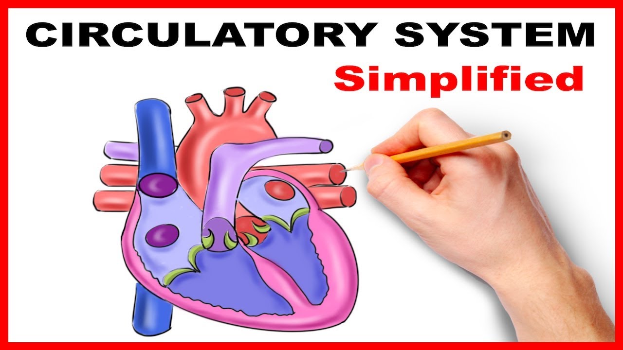 Circulatory System Physiology (Heart) Simplified