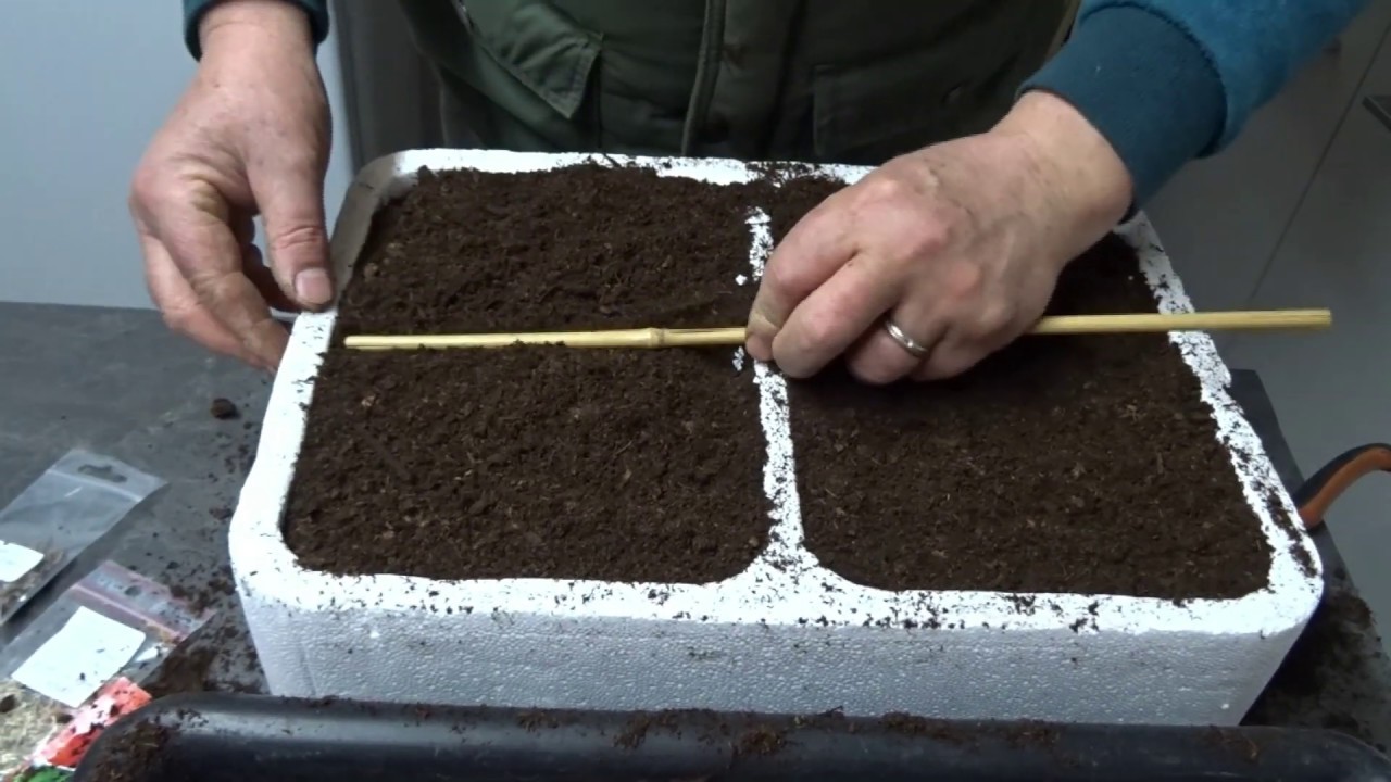 le 05/03/2020:Semis de fleurs annuel,que faire en mars au jardin
