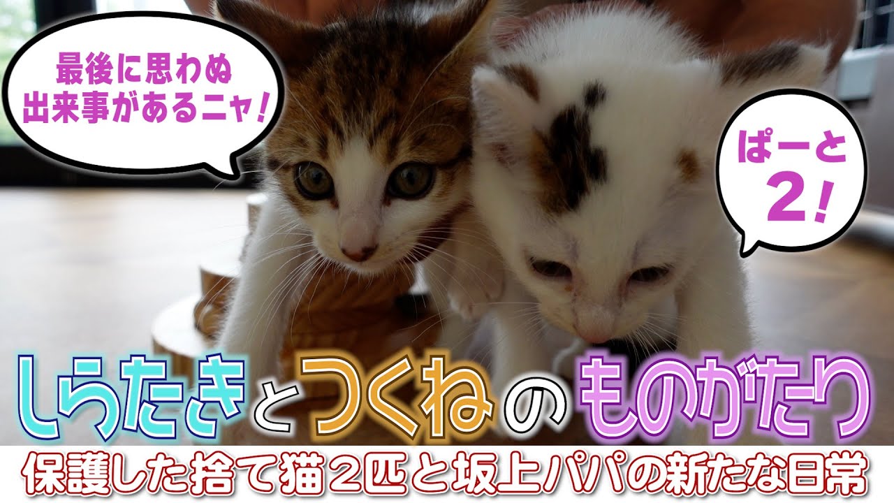 しらたきとつくねのものがたり２　〜捨て猫を保護した坂上パパの新たな生活〜