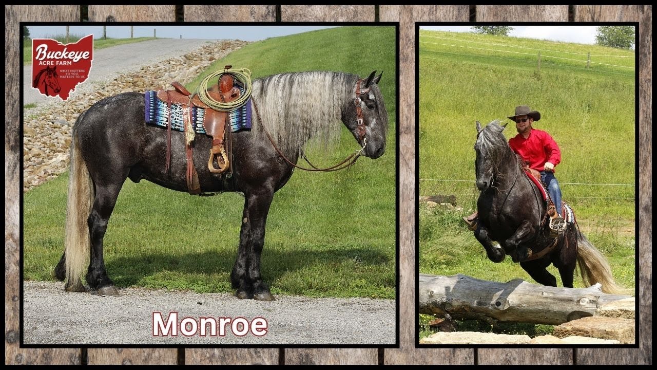 Monroe a 4 Yr 16.2 hand Dappled Grey | Cross | Gelding| Versatile | Safe | Trail Ready |