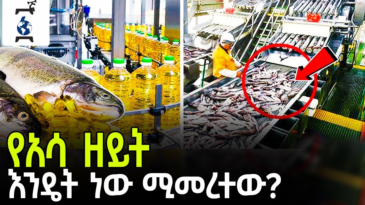 Ethiopia - አሳ ዘይት እንዴት የመረታል? ዘግናኙ የአሳ ዘይት አመራረት