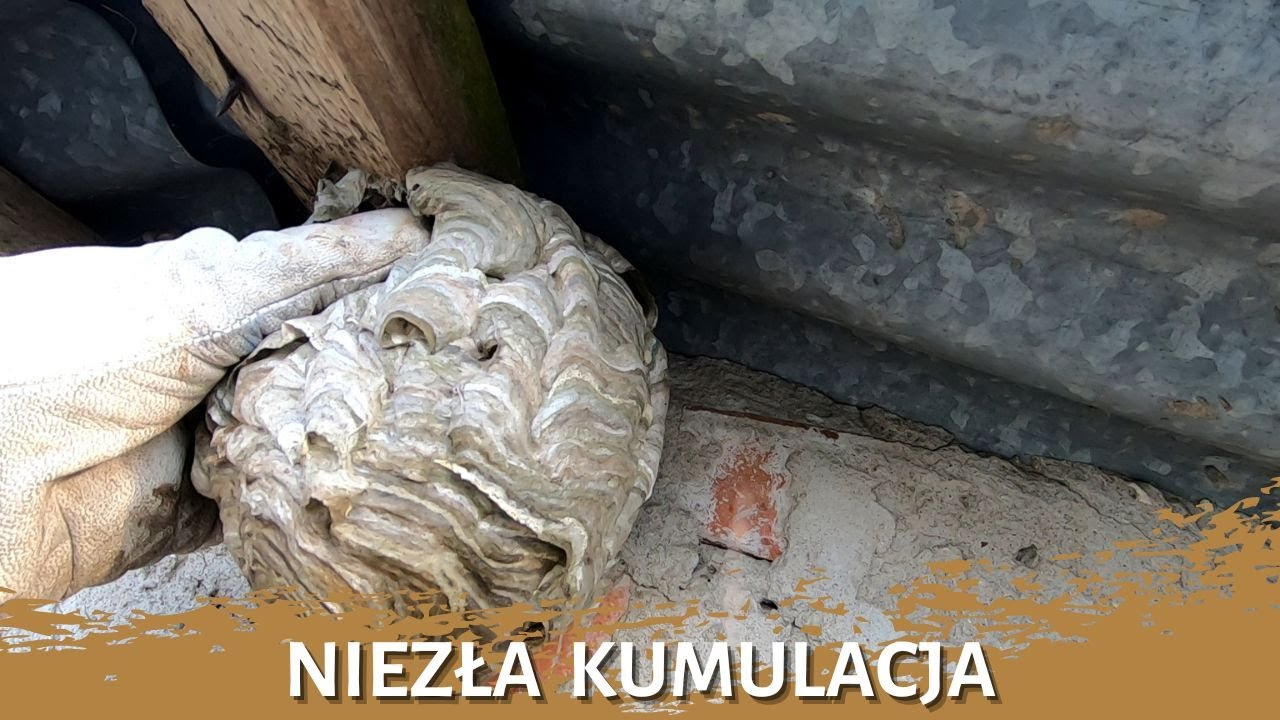 Niezła kumulacja - usuwanie gniazda owadów - gniazda os i szerszeni