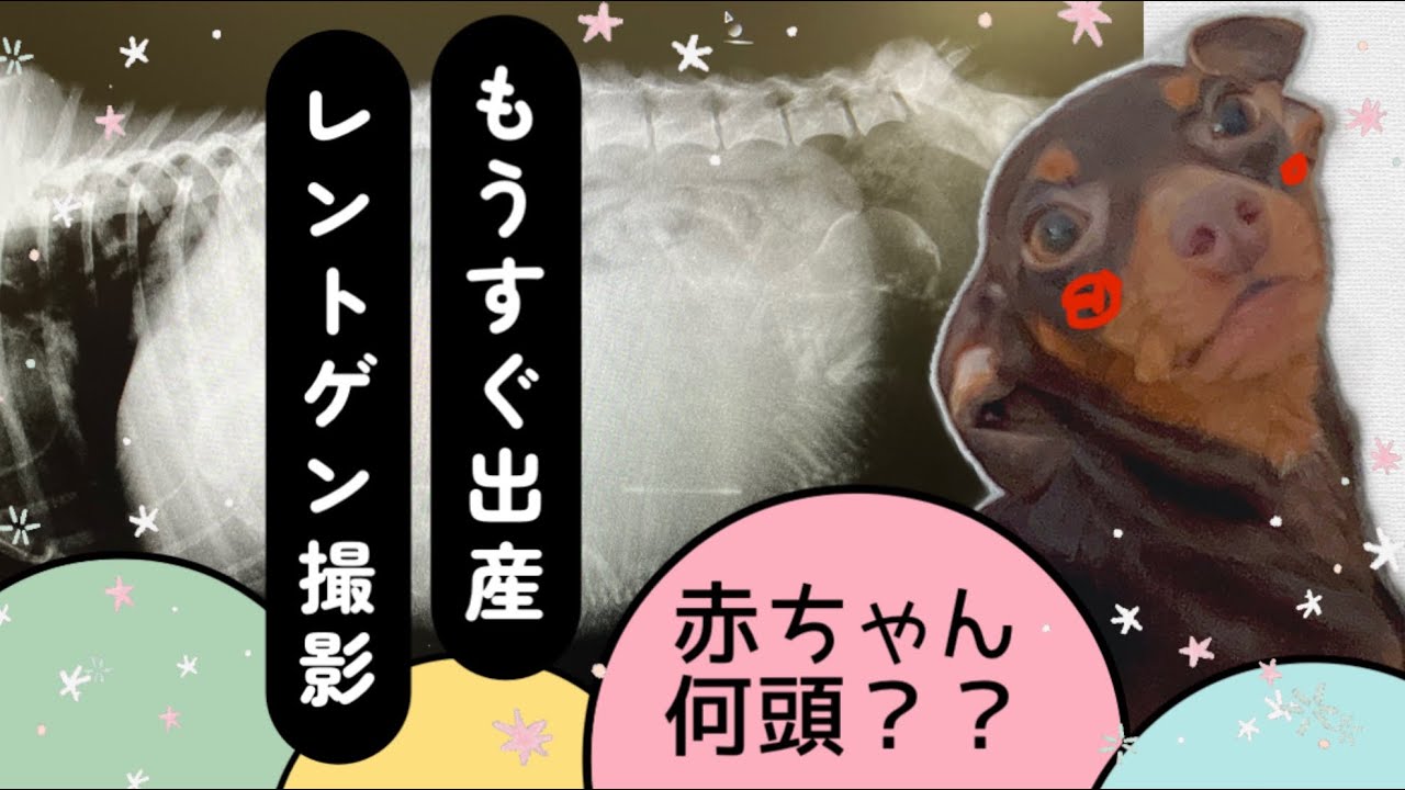 ミニピンの琥珀★もうすぐ出産！レントゲン撮影してきました！！#子犬#犬出産 ミニチュアピンシャー