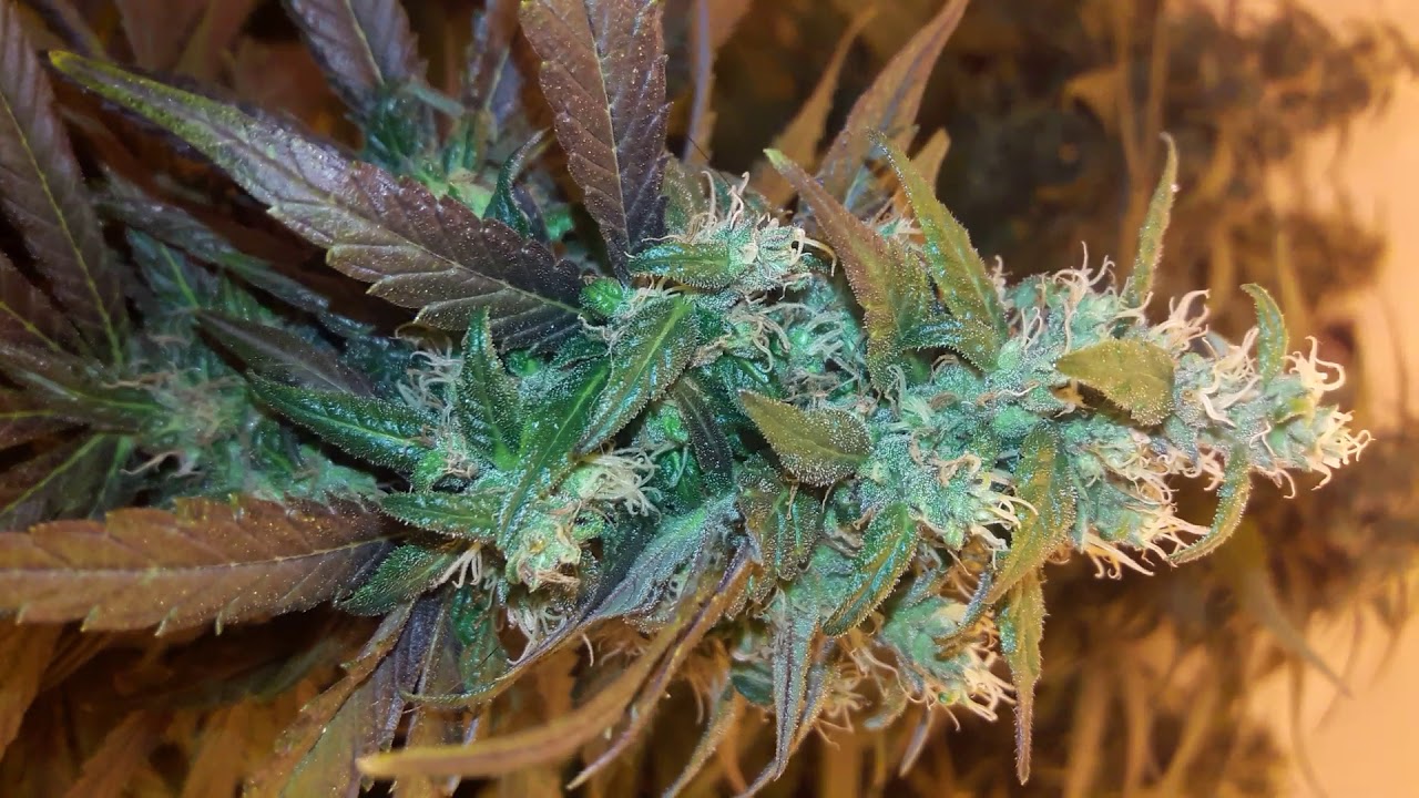 CBD Weed Grow Flower Day 44