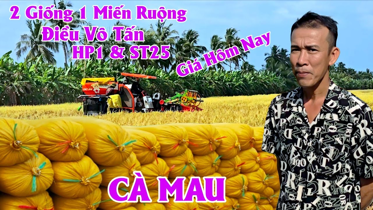 29/01/ Hai Giống Một Miến Ruộng Điều Vô Tấn HP1 & ST25 Giá Lúa Hôm Nay #ngườicàmau