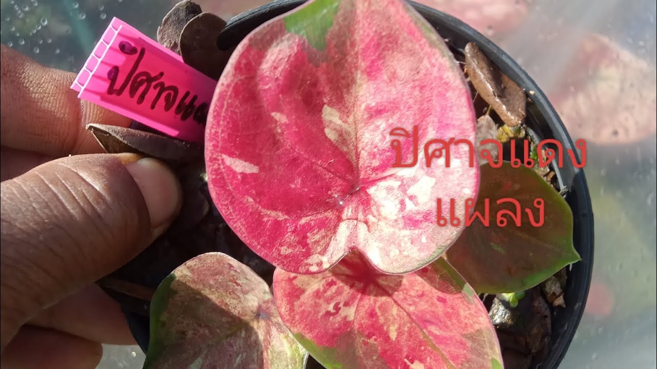 29-01-26คนรักบอนสี บอนสีราคาแบ่งปันแอดไลน์ 062 818 0756ครับ