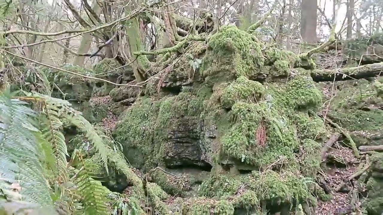Puzzlewood - Wielka Brytania