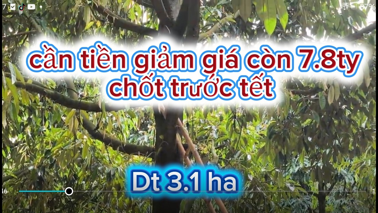 cần tiền giảm giá bán trước tết còn 7.8ty cho 3.1 ha sâu thu mạnh. tại nghĩa trung bù đăng.