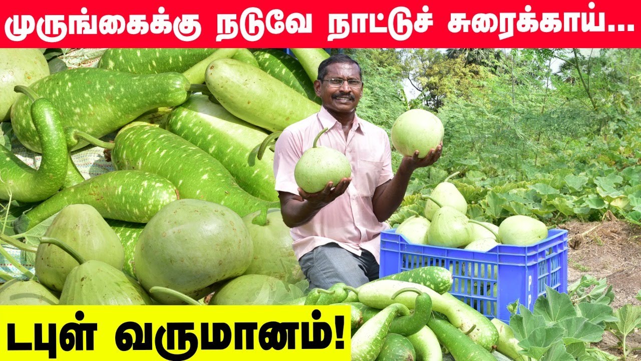 முருங்கைக்கு நடுவே நாட்டுச் சுரைக்காய்...  டபுள் வருமானம் | bottle gourd | Pasumai Vikatan
