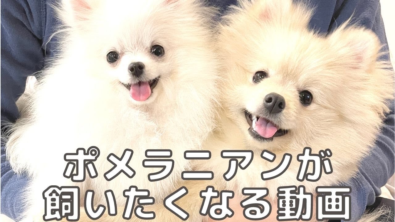 ポメラニアンが飼いたくなる動画｜ポメラニアンの特徴｜ポメラニアンの性格｜ポメラニアンの飼いやすさ｜ポメラニアンのいいところ
