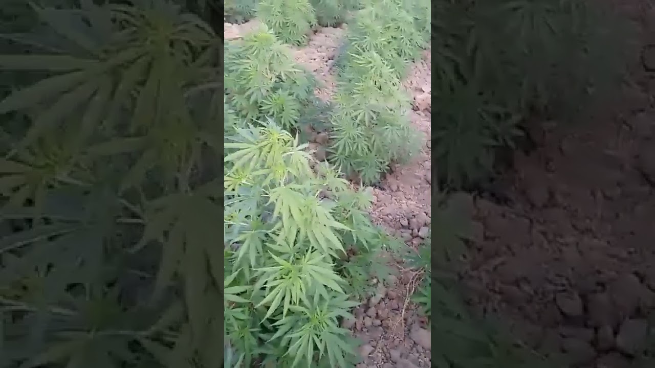 critical kush