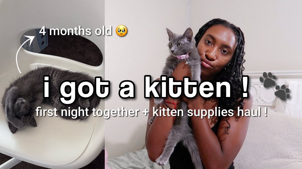 ВОЗЬМУ ПЕРВОГО КОТА ПРИ СЕБЕ + первые несколько дней вместе! (процесс усыновления, доставка прина...