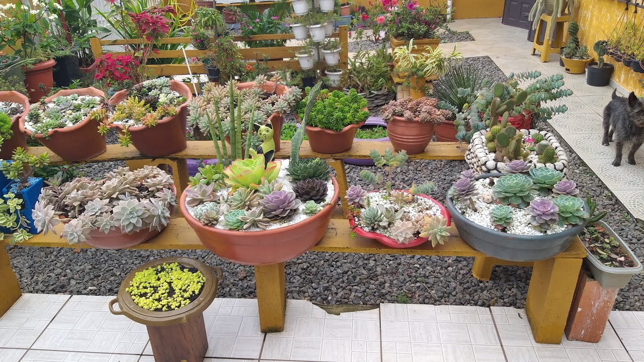 Minhas bacias de suculentas! Desafio!