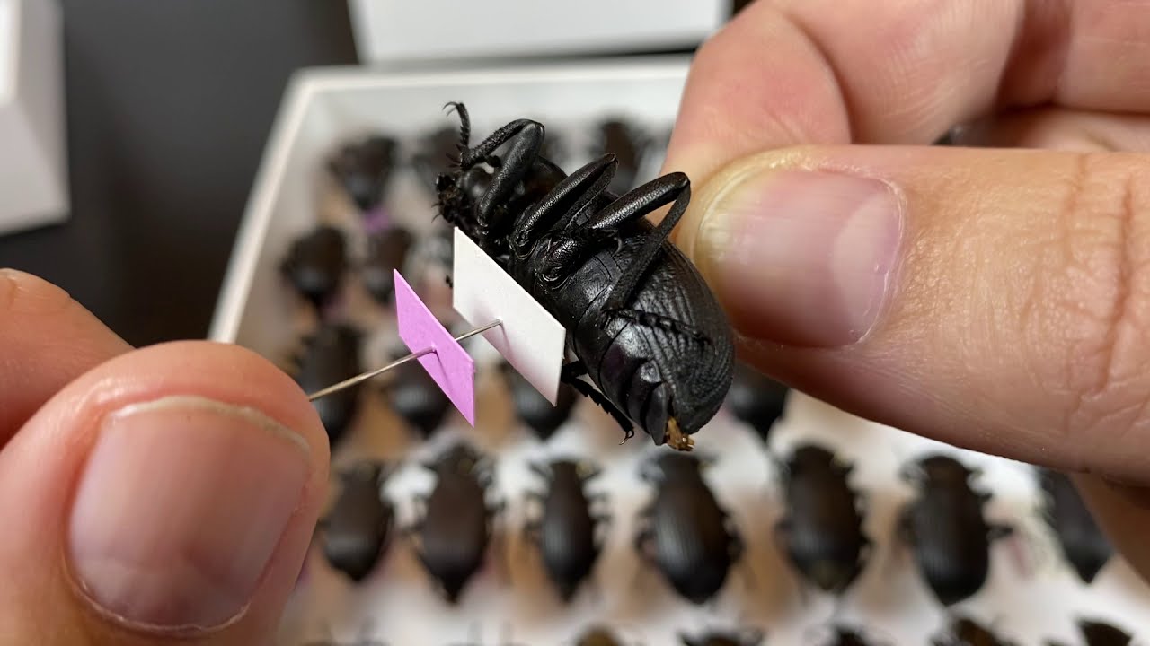 Creating a pinned insect collection - Preservation, Practicality, and Presentation