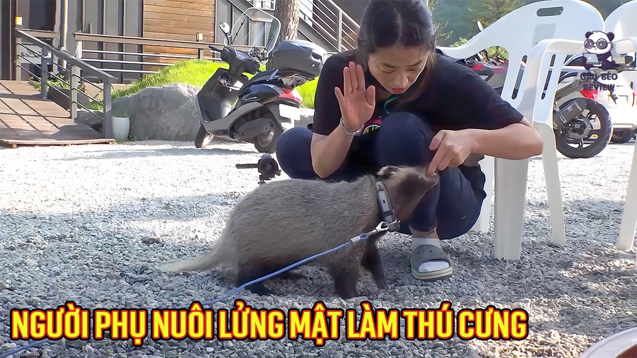Cô gái giải cứu lửng mật và biến nó thành thú cưng yêu quý