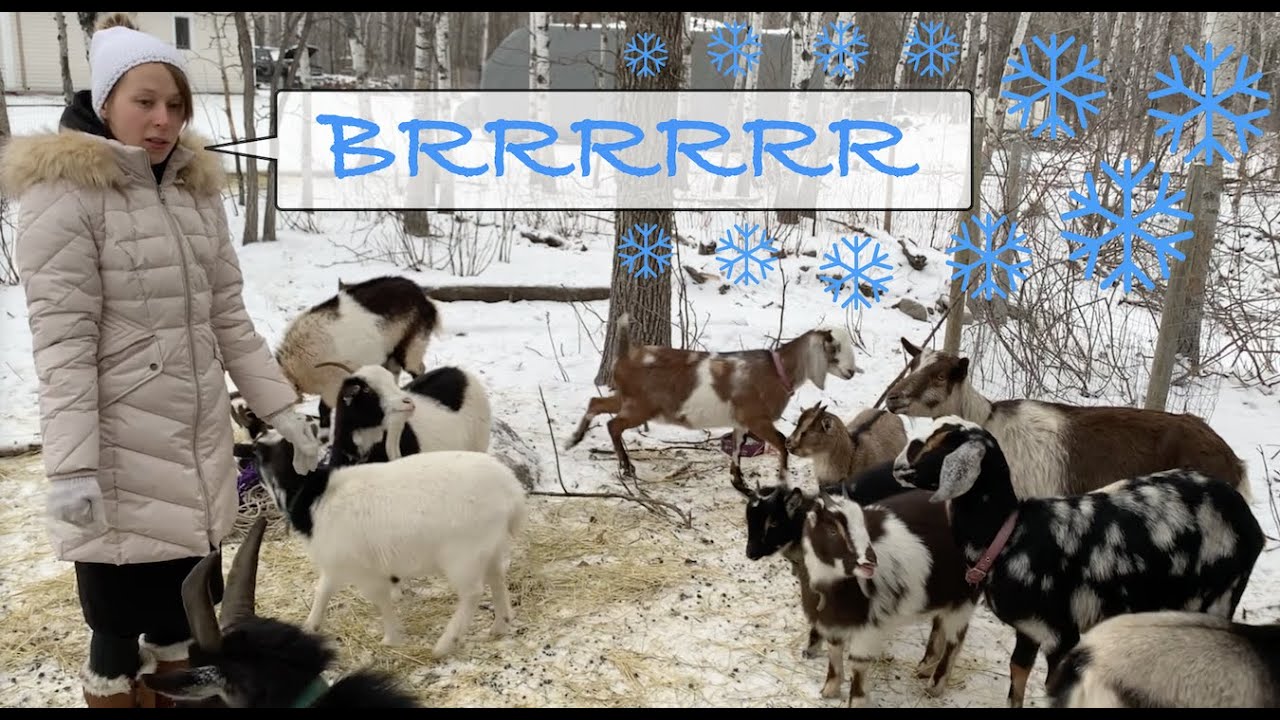 Goats in the cold winter climate - how cold is too cold?!  Our December goat update.