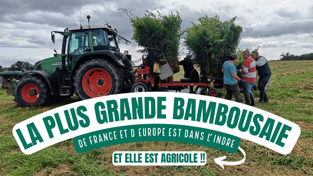 Horizom plante la plus grande bambouseraie agricole de France et d'Europe