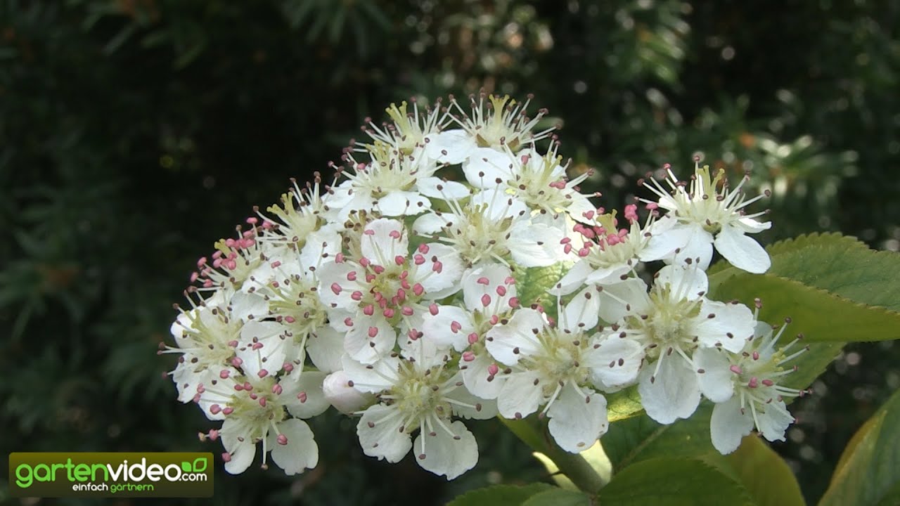 Die Bl&uuml;te der Apfelbeeren Aronia melanocarpa