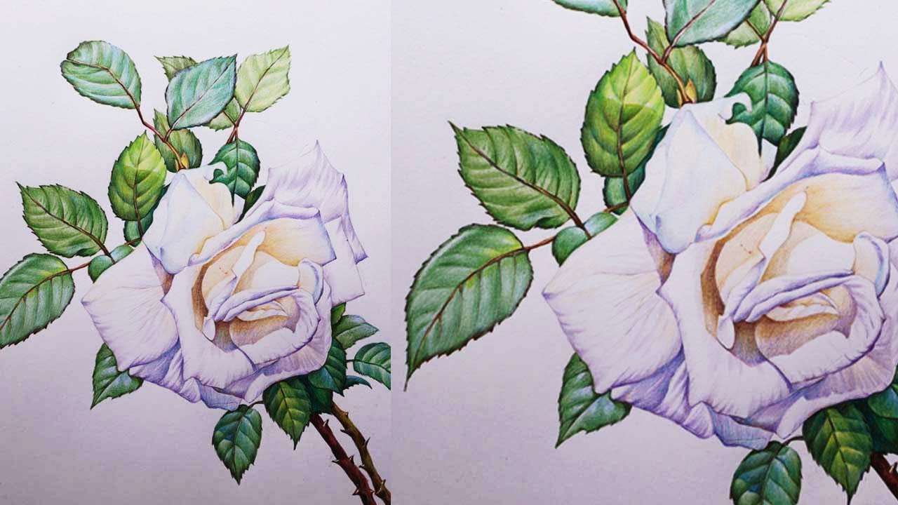 White Rose Drawing in Color Pencils | How to Draw a Rose | Flower Drawing