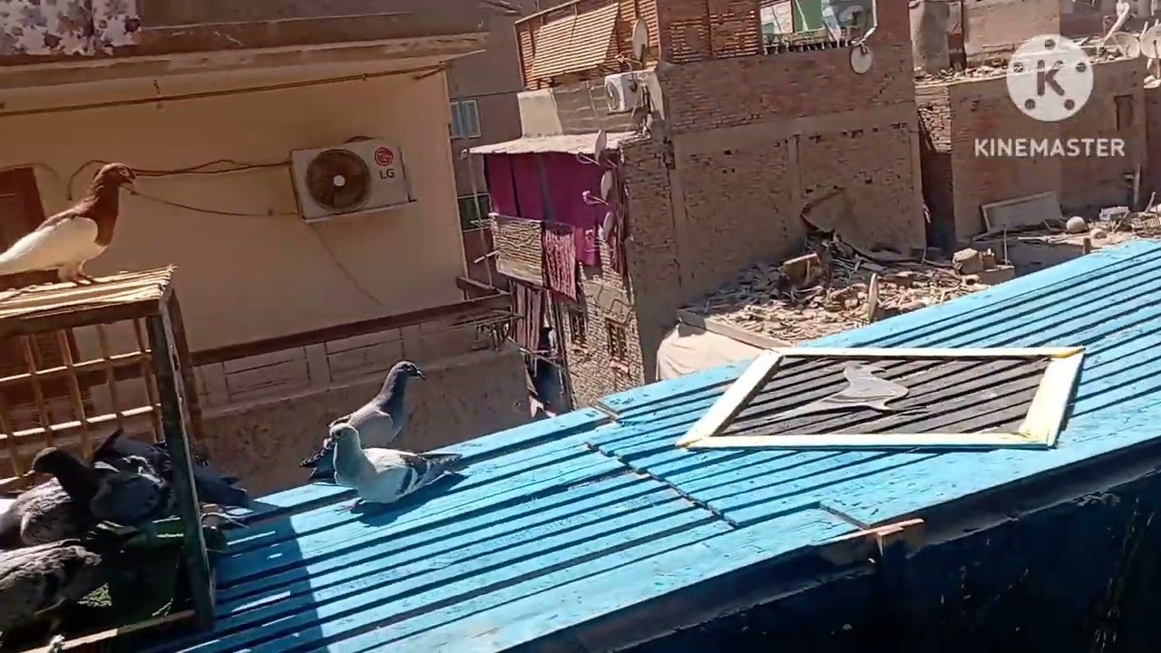 نش الحمام من البلكونه وشوف انا قفشت ايه في الاخر