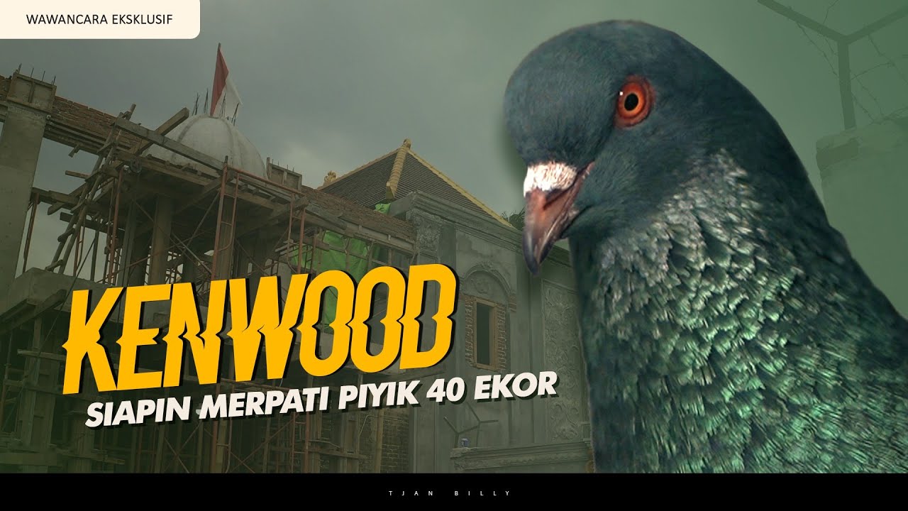 SOWAN KE KANDANG MERPATI TERBARU KENWOOD TEAM
