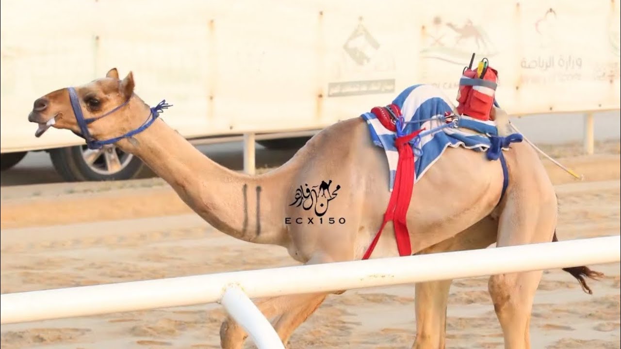 نكد : حشر بن ظفر الهاجري