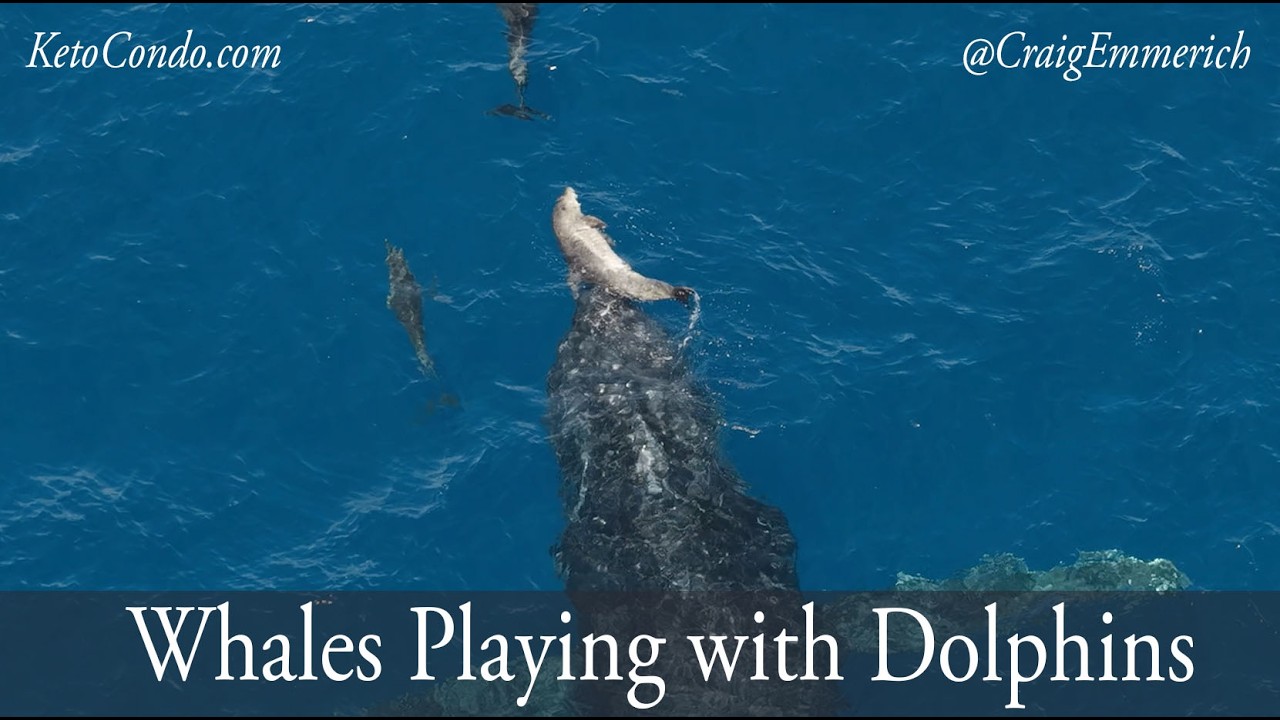 Whales Playing With Dolphins