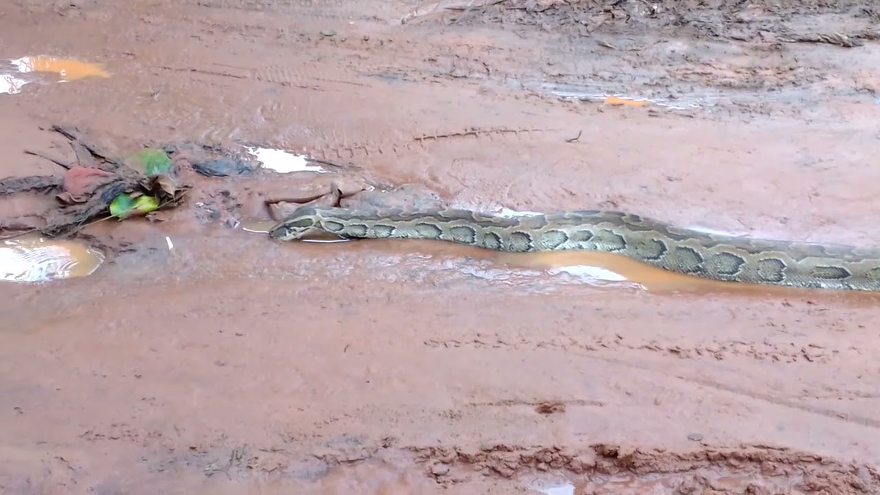 World longest snake in South Africa 