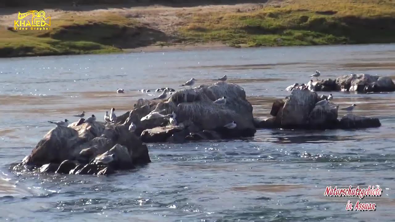Birdlife on a Nile Cruise