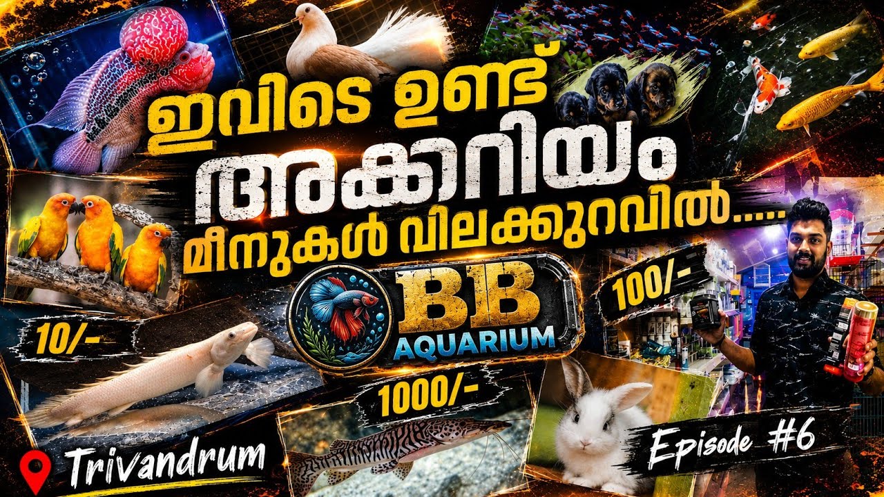 Aquarium and Ornamental Fishs|Pet Shop in Malayalam|BB Aquarium| #aquarium #indian  #short #youtube