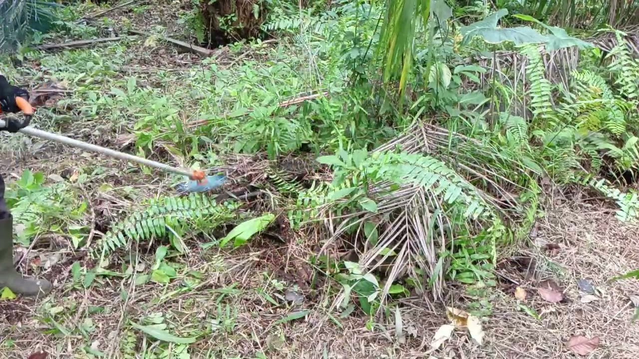 Potong semak di kebun sawit Dengan mesin rumput