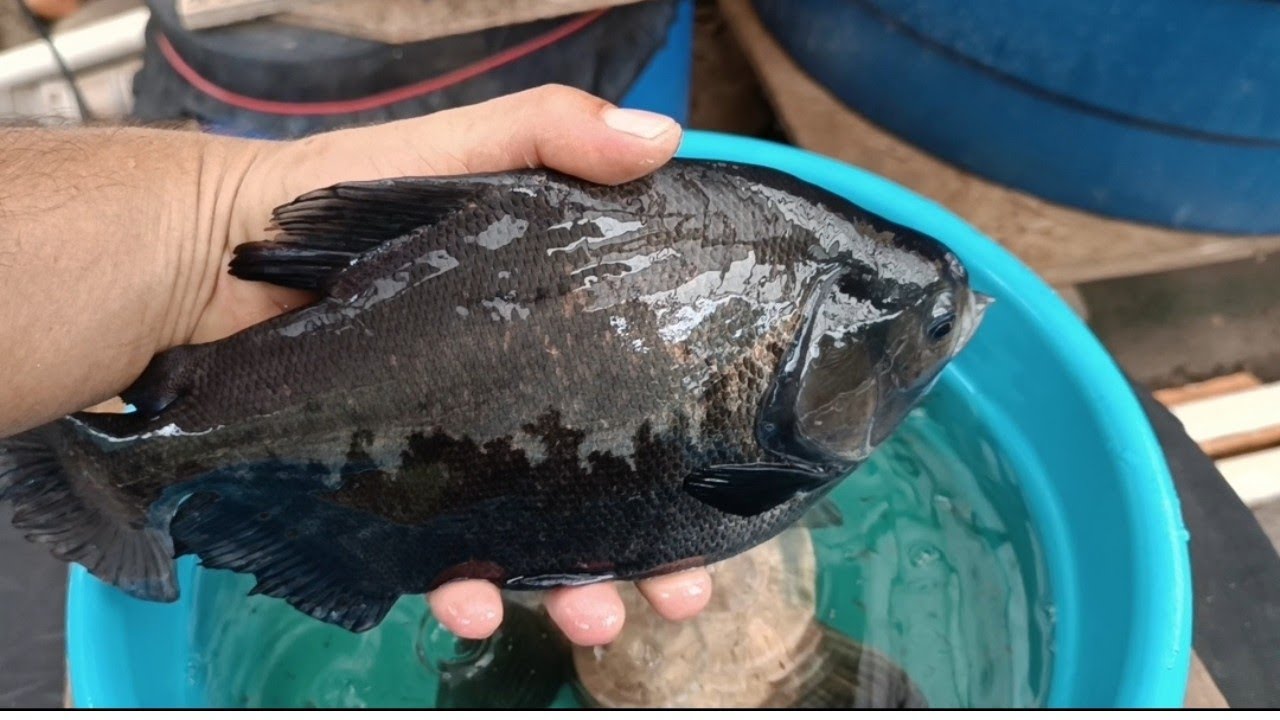 Tambaqui em caixa d'água #tambaqui #tambatinga #pacu