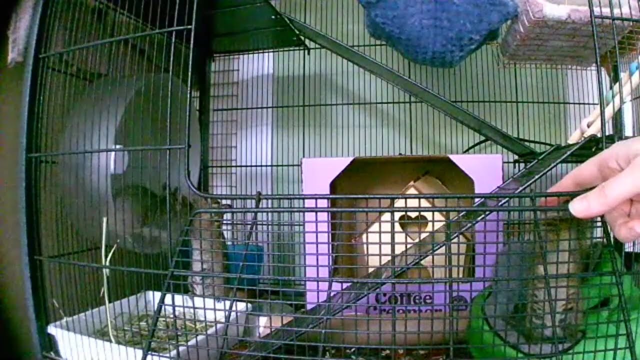 @Degu_vlog life stream ✨🐿️✨ Short stream 