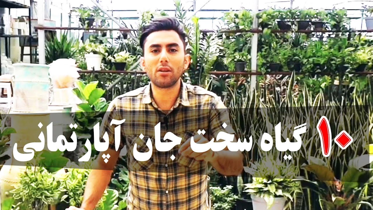 10 گیاه مقاوم و سخت جان آپارتمانی - دیفاگل