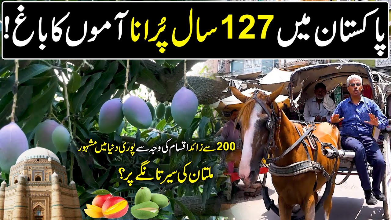 Pakistan's Oldest Mango Garden | Amin Hafeez Explore Multan on Tanga? | Discover Pakistan