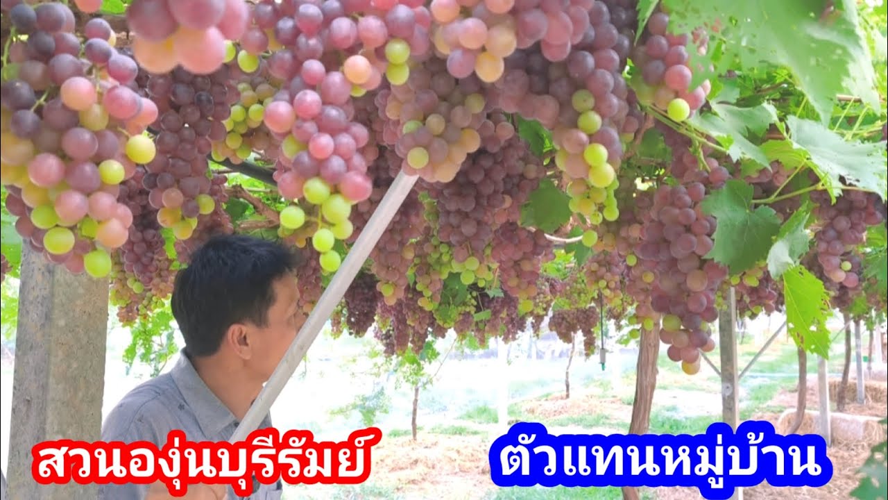 เปลี่ยนพื้นที่ไร่อ้อยมาปลูกองุ่น!! ตัวแทนคนบุรีรัมย์ ทำได้ดกเกินใคร ไม่เปลืองต้นพันธุ์