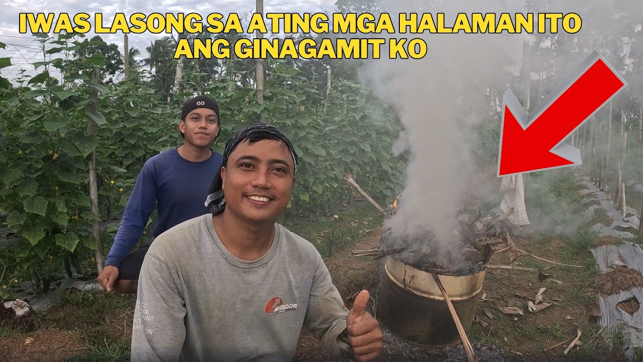 IWAS LASONG SA MGA HALAMAN AT HINDI MAKAKAAPEKTO SA MGA KAKAEN NG GULAY IWAS CANSER