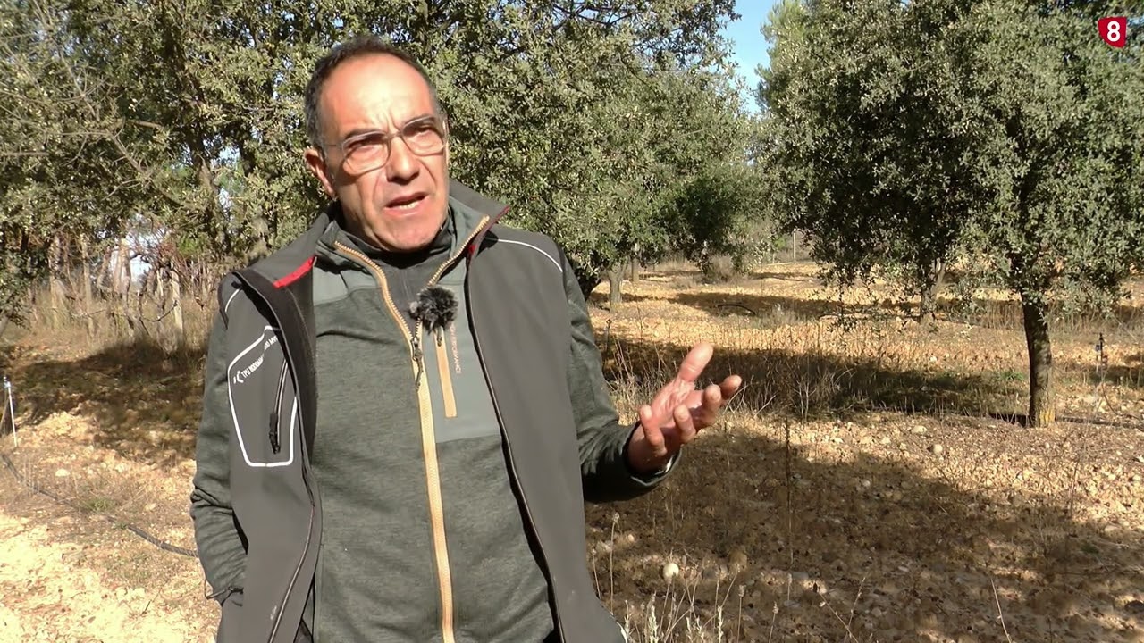 ¡COMIENZA LA CAMPAÑA DE RECOLECCIÓN DE LA TRUFA NEGRA! - SORIA NATURA / 8 MAGAZINE SORIA