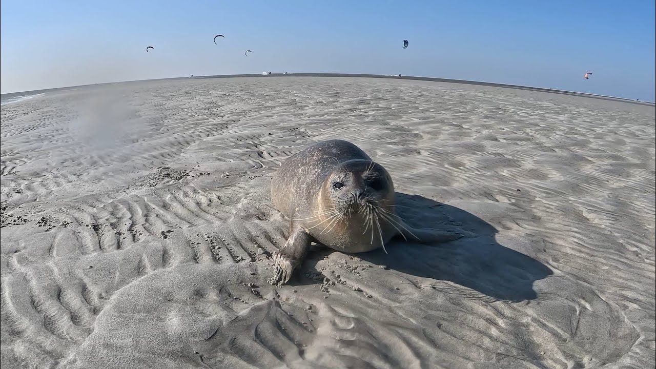 Kitesurfen Texel Paal 33 Kaap Noord