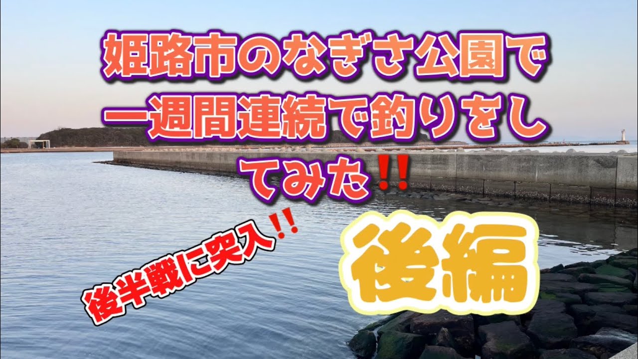 姫路市のなぎさ公園　一週間連続で釣りをしてみた‼️後編